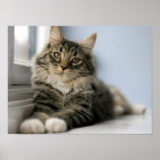 Tabby Cat by a Window Poster