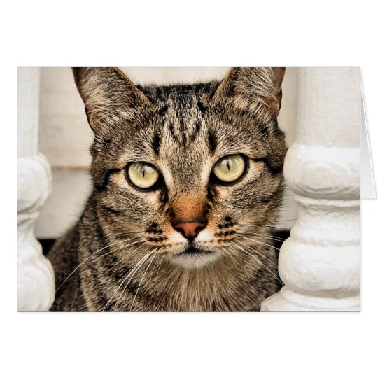 Tabby Cat Card