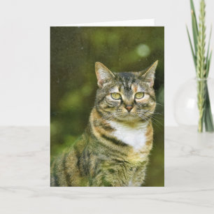 Tabby Cat, card