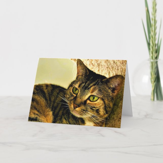 Tabby Cat, card (Front)