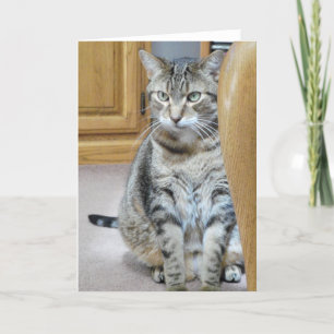 Tabby Cat Card