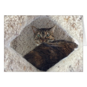 Tabby Cat, card