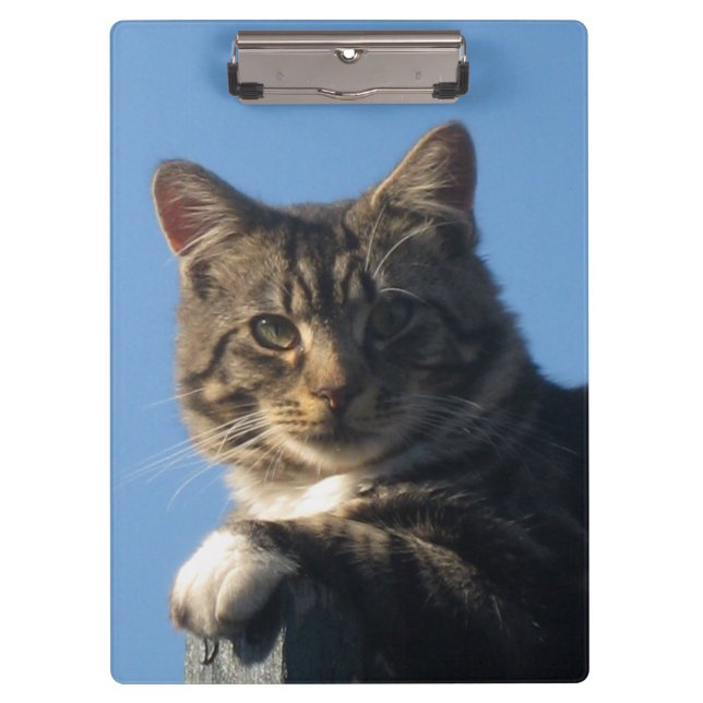 Tabby Cat - Clipboard (Front)