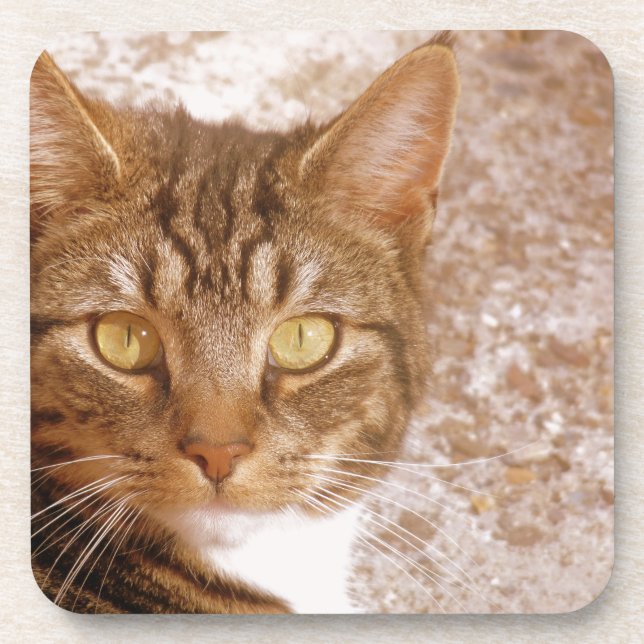 Tabby Cat Coaster (Front)