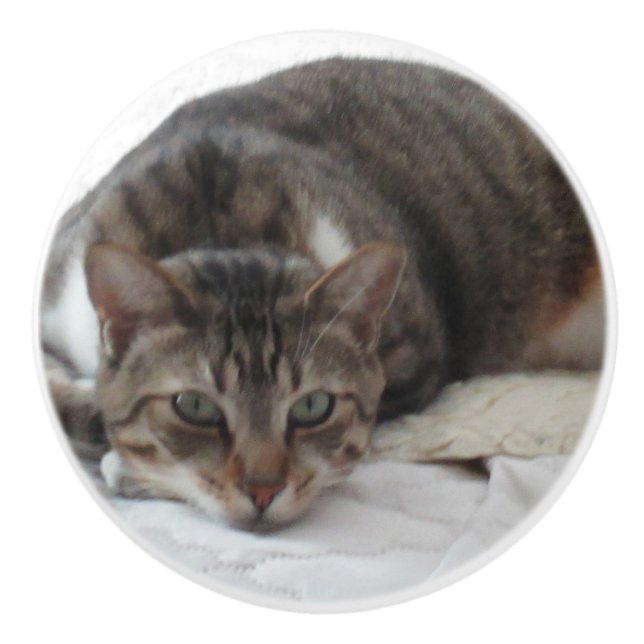 Tabby Cat Custom Ceramic Knob (Front)