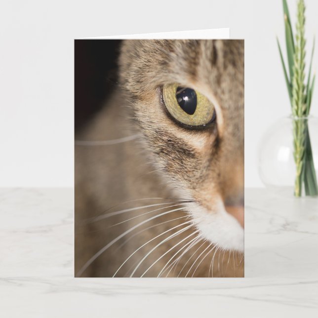 Tabby Cat Face Photo Greeting Card Blank (Front)