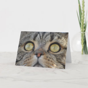 Tabby Cat  - Greeting card