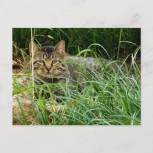 Tabby Cat Hiding in Grass Garden Photo  Postcard