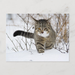 Tabby Cat Hunting in the Snow Postcard