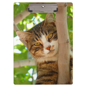 Tabby Cat in a Tree Clipboard