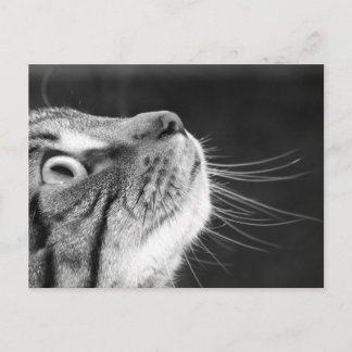 Tabby Cat in Black and White Postcard