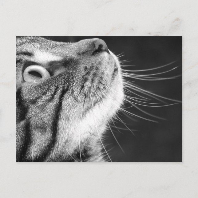 Tabby Cat in Black and White Postcard (Front)