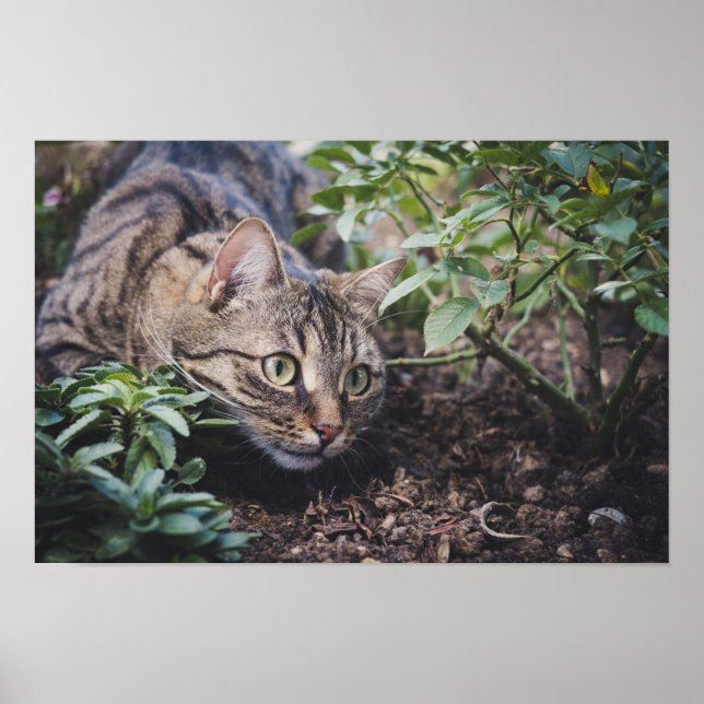Tabby Cat in Woods Stalking Poster (Front)