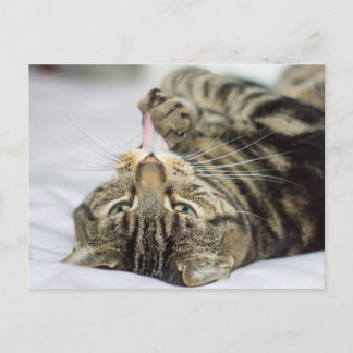 Tabby Cat Licking Paw Postcard