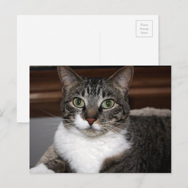 Tabby Cat Looking at You Animal Photography Postcard (Front/Back)