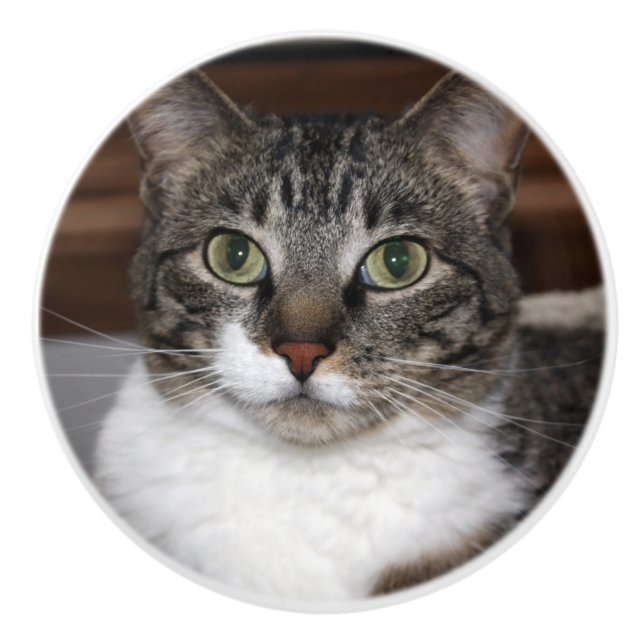 Tabby Cat Looking at You Pet Animal Photography Ceramic Knob (Front)