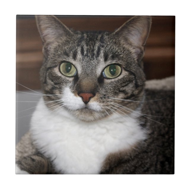Tabby Cat Looking at You Pet Photograph Tile (Front)