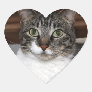 Tabby Cat Looking at You Photo Heart Sticker