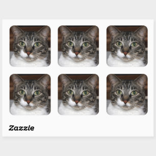 Tabby Cat Looking at You Photo Square Sticker