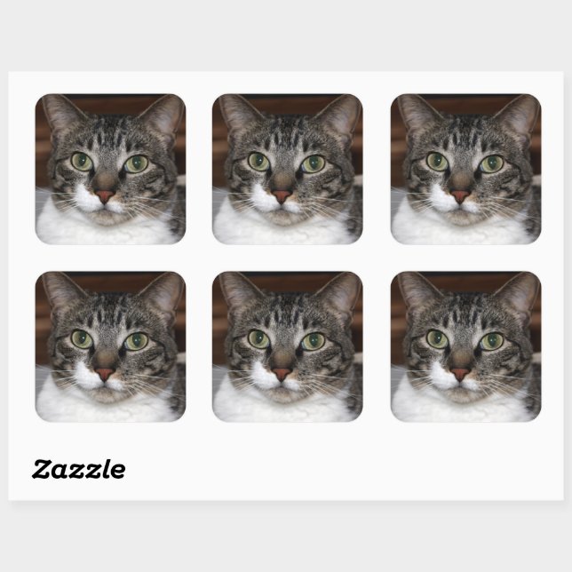 Tabby Cat Looking at You Photo Square Sticker (Sheet)
