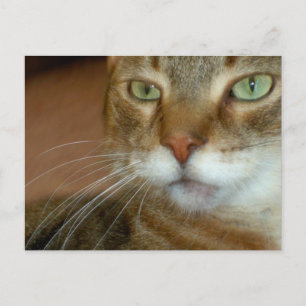Tabby Cat Love Postcard