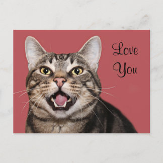Tabby cat love postcard