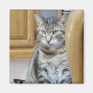 Tabby Cat Magnet