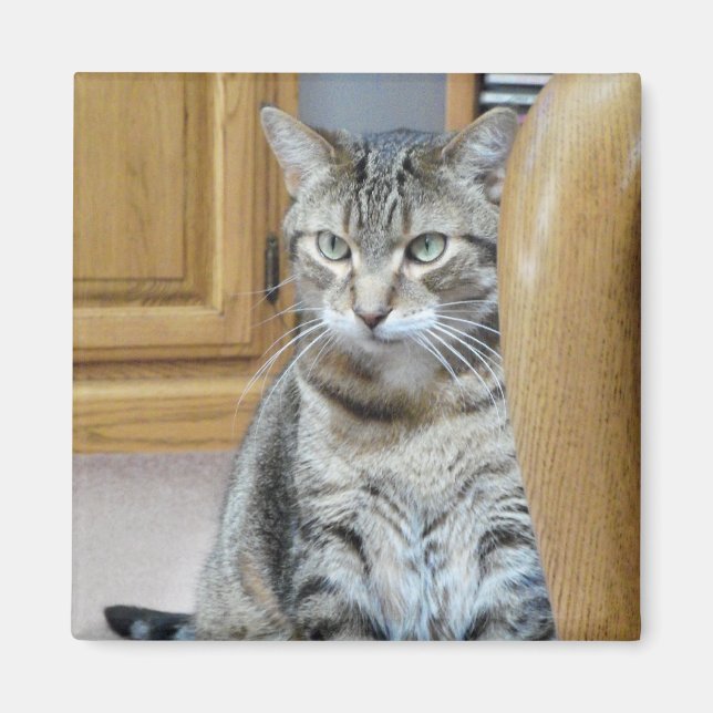 Tabby Cat Magnet (Front)