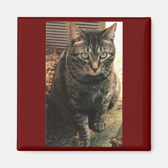 Tabby Cat Magnet Maroon background (Front)