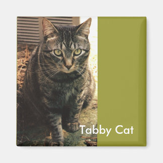 Tabby Cat Magnet retro green