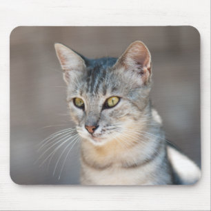 Tabby cat mouse mat