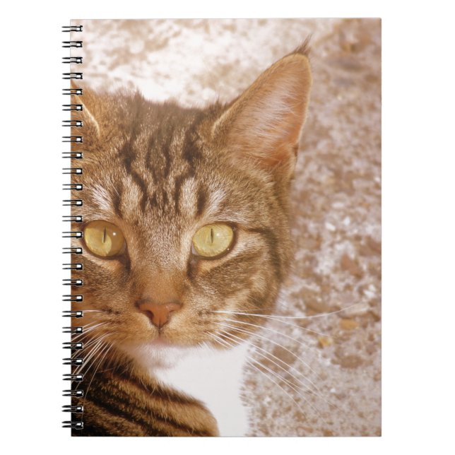Tabby Cat Notebook (Front)
