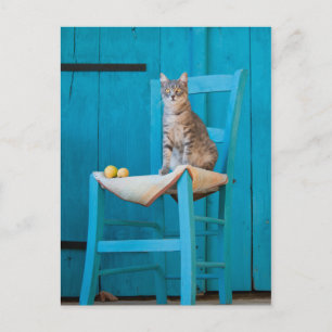 Tabby cat on a blue chair postcard