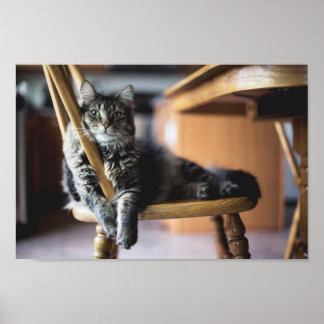 Tabby Cat on Wooden Dining Chair Photo Print