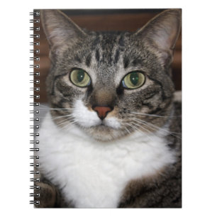 Tabby Cat Pet Animal Photography Notebook