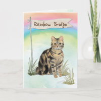 Tabby Cat Pet Sympathy Over Rainbow Bridge