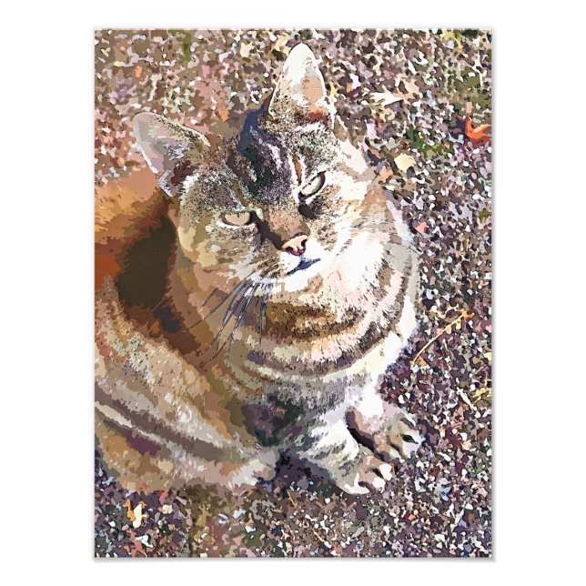 TABBY CAT PHOTO PRINT (Front)