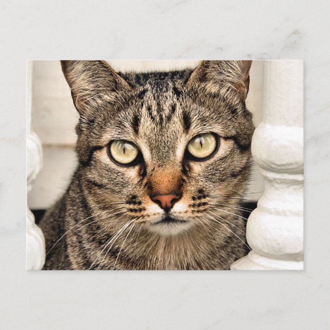 Tabby Cat Postcard (Front)