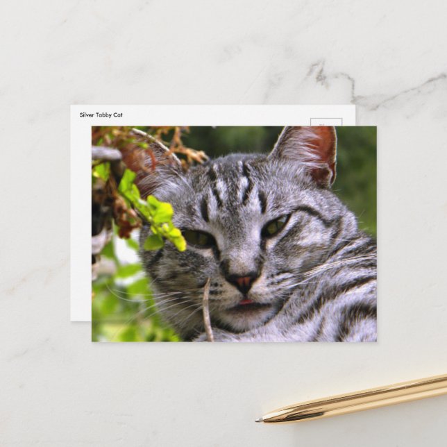 Tabby Cat Postcard (Front/Back In Situ)