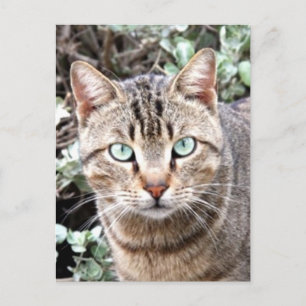 Tabby Cat Postcard