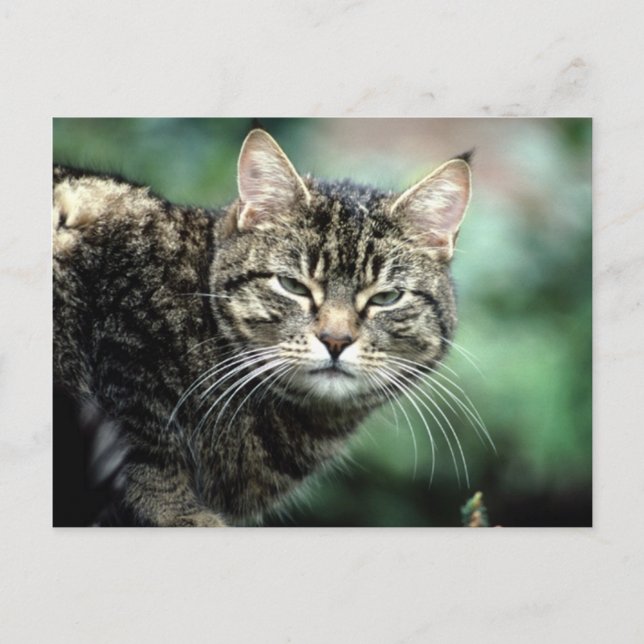 Tabby Cat Postcard (Front)