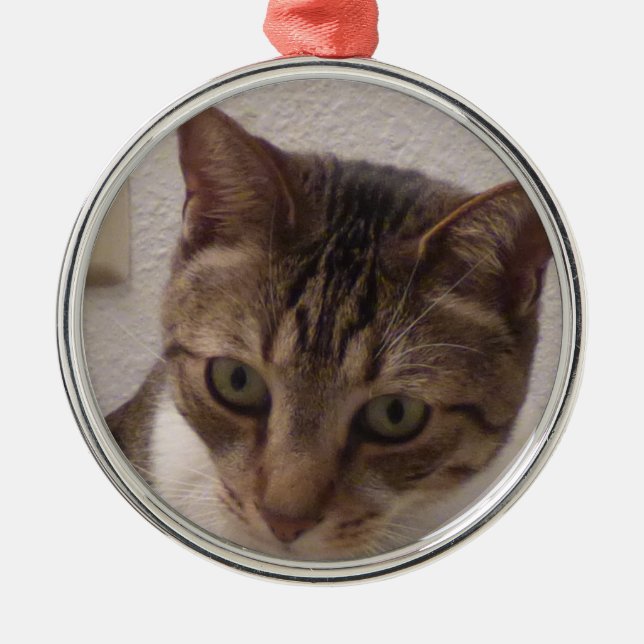 Tabby Cat Premium Round Ornament (Front)