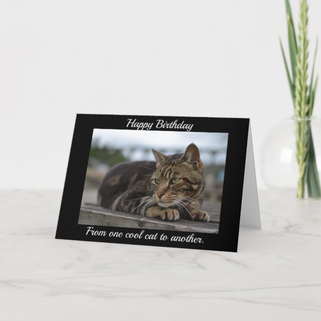 Tabby cat ready for action  card (Front)
