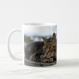 Tabby cat ready for action coffee mug