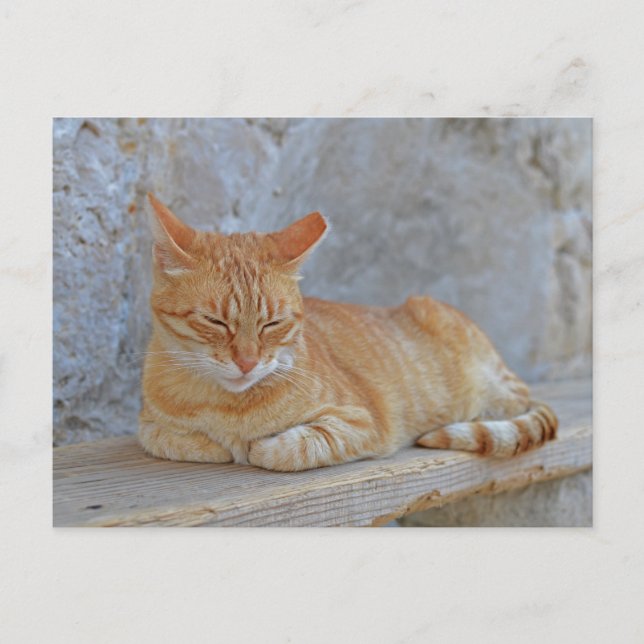 Tabby cat resting in Dubrovnik Postcard (Front)