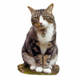 Tabby Cat Sculpture Standing Photo Sculpture<br><div class="desc">Cute tabby cat sculpture to sit on your desk and remind you of your favourite pet.</div>
