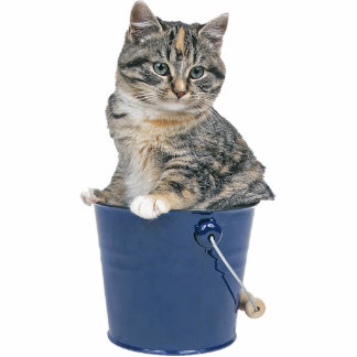 Tabby Cat Standing Photo Sculpture