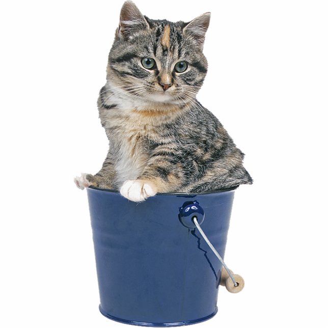 Tabby Cat Standing Photo Sculpture (Front)