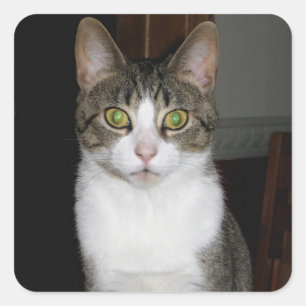 Tabby cat with big green eyes square sticker