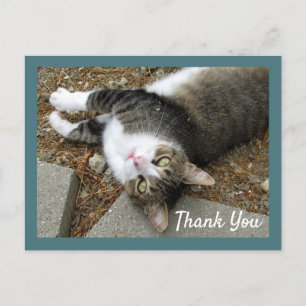 Tabby Cat with Dreamy Eyes Thank You Postcard